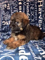 Snickers, a male Pomapoo for sale in Mount Orab, OH – 9 of 10