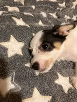 Sam I am, a male Pomchi for sale in Mount Orab, OH – 3 of 10