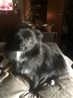 Dodger, a male Pomchi for sale in Mount Orab, OH – 10 of 10