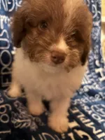 Barkley, a male Pomapoo for sale in Mount Orab, OH – 3 of 10