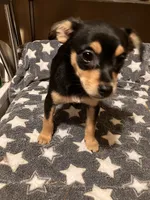 Dodger, a male Pomchi for sale in Mount Orab, OH – 6 of 10