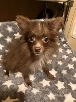Chocolate chip, a male Pomapoo for sale in Mount Orab, OH – 7 of 10