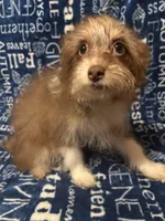 Lyric, a female Pomchi for sale in Mount Orab, OH – 2 of 9