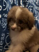 Barkley, a male Pomapoo for sale in Mount Orab, OH – 9 of 10