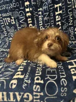 Lyric, a female Pomchi for sale in Mount Orab, OH – 6 of 9