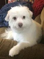 Stella, a female Pomchi for sale in Mount Orab, OH – 7 of 10