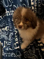 Barkley, a male Pomapoo for sale in Mount Orab, OH – 4 of 10