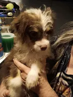 Eli, a male Pomchi for sale in Mount Orab, OH – 6 of 6