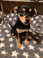 Dodger, a male Pomchi for sale in Mount Orab, OH – 3 of 10