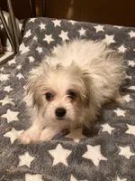 Freckles, a male Pomapoo for sale in Mount Orab, OH – 4 of 10