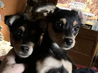 Dodger, a male Pomchi for sale in Mount Orab, OH – 5 of 9