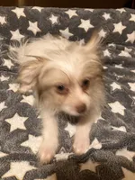 Matilda, a female Pomapoo for sale in Mount Orab, OH – 6 of 10