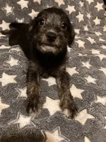 Stella, a female Pomchi for sale in Mount Orab, OH – 10 of 10