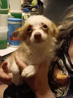 Sonnet, a female Pomchi for sale in Mount Orab, OH – 3 of 10