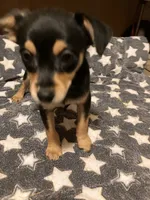 Dodger, a male Pomchi for sale in Mount Orab, OH – 2 of 10