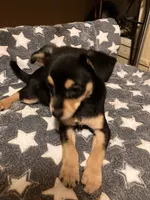 Dodger, a male Pomchi for sale in Mount Orab, OH – 7 of 10