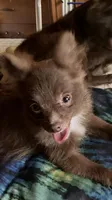 Chocolate chip, a male Pomapoo for sale in Mount Orab, OH – 2 of 10
