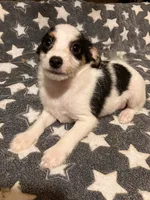 Sam I am, a male Pomchi for sale in Mount Orab, OH – 5 of 10