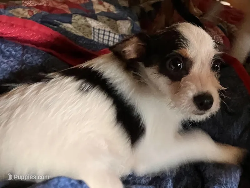 Sam I am – Pomchi puppy for sale in Mount Orab, OH