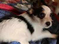 Sam I am, a male Pomchi for sale in Mount Orab, OH – 1 of 10