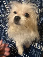 Freckles, a male Pomapoo for sale in Mount Orab, OH – 10 of 10