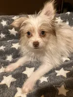 Matilda, a female Pomapoo for sale in Mount Orab, OH – 1 of 10