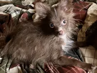 Chocolate chip, a male Pomapoo for sale in Mount Orab, OH – 8 of 10