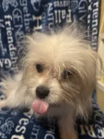 Freckles, a male Pomapoo for sale in Mount Orab, OH – 8 of 10