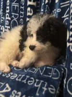 August, a male Pomapoo for sale in Mount Orab, OH – 4 of 10