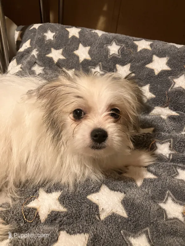 Freckles – Pomapoo puppy for sale in Mount Orab, OH