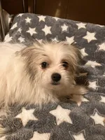Freckles, a male Pomapoo for sale in Mount Orab, OH – 1 of 10