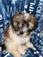 Dolly, a female Pomapoo for sale in Mount Orab, OH – 4 of 10