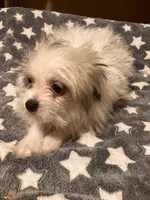 Freckles, a male Pomapoo for sale in Mount Orab, OH – 5 of 10