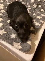 Vernie, a female Pomchi for sale in Mount Orab, OH – 6 of 10