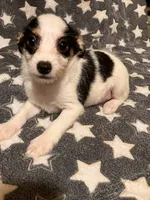 Sam I am, a male Pomchi for sale in Mount Orab, OH – 2 of 10