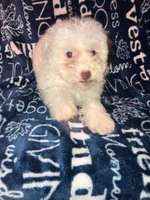 Lamb chop, a female Pomapoo for sale in Mount Orab, OH – 6 of 10