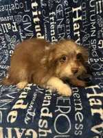 Lyric, a female Pomchi for sale in Mount Orab, OH – 5 of 9