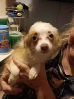 Sonnet, a female Pomchi for sale in Mount Orab, OH – 2 of 10