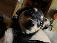 Dodger, a male Pomchi for sale in Mount Orab, OH – 2 of 9