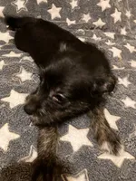 Stella, a female Pomchi for sale in Mount Orab, OH – 2 of 10