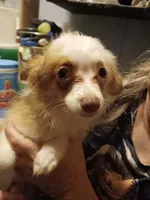 Sonnet, a female Pomchi for sale in Mount Orab, OH – 6 of 10