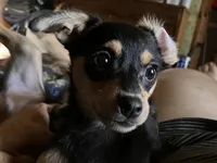 Roger, a male Pomchi for sale in Mount Orab, OH – 1 of 10
