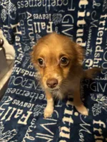 Chandler, a male Pomchi for sale in Mount Orab, OH – 6 of 8