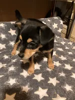 Dodger, a male Pomchi for sale in Mount Orab, OH – 4 of 10