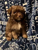 Applejack, a male Pomapoo for sale in Mount Orab, OH – 5 of 10