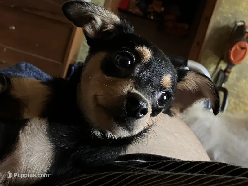 Dodger – Pomchi puppy for sale in Mount Orab, OH