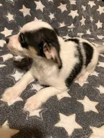 Sam I am, a male Pomchi for sale in Mount Orab, OH – 4 of 10