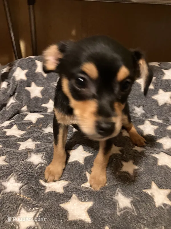 Dodger – Pomchi puppy for sale in Mount Orab, OH