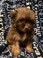 Applejack, a male Pomapoo for sale in Mount Orab, OH – 9 of 10
