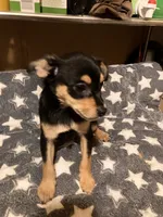 Dodger, a male Pomchi for sale in Mount Orab, OH – 9 of 10
